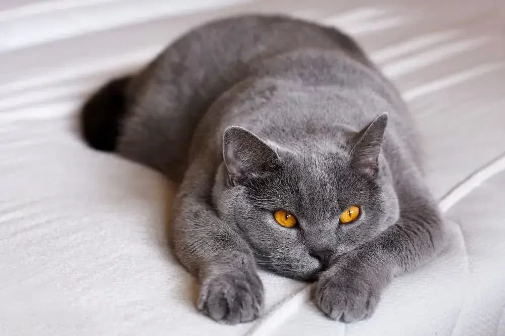 Britská modrá kočka má zavalitou postavu