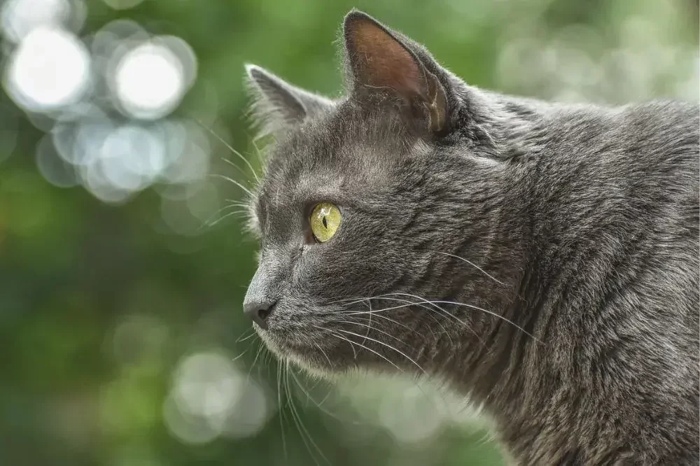 Šarmantní kočičí plemeno chartreux, kartouzská kočka