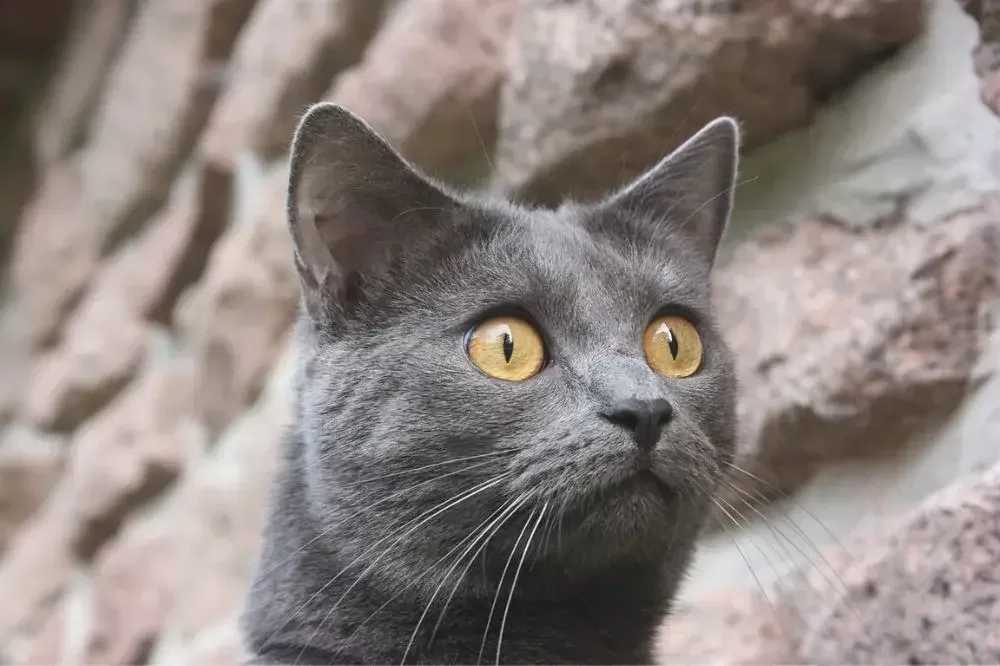 Chartreux kočka