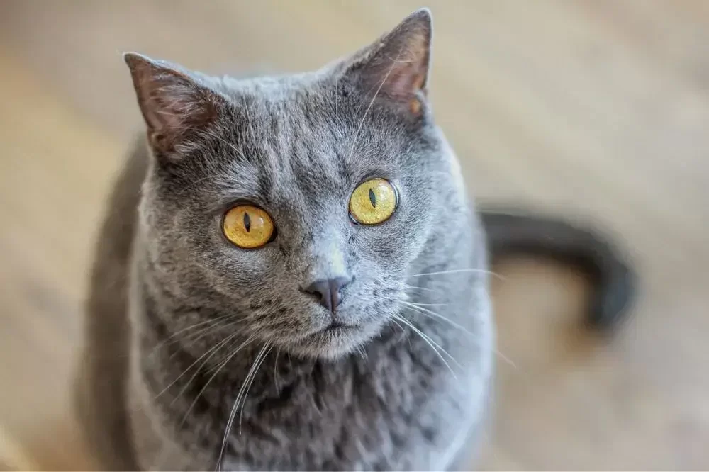 Šarmantní kočičí kráska s poutavým pohledem