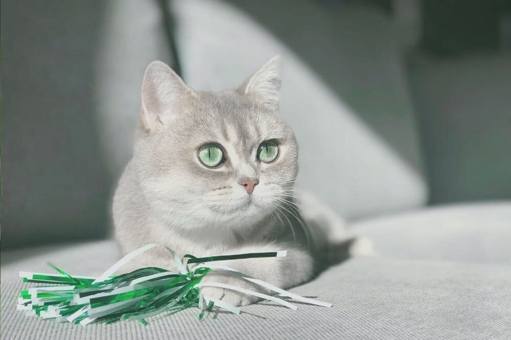 Šantu využívají různé hračky pro kočky, také polštářky se šantou nebo spreje proti stresu kočky. Šanta se pak označuje jako catnip. 