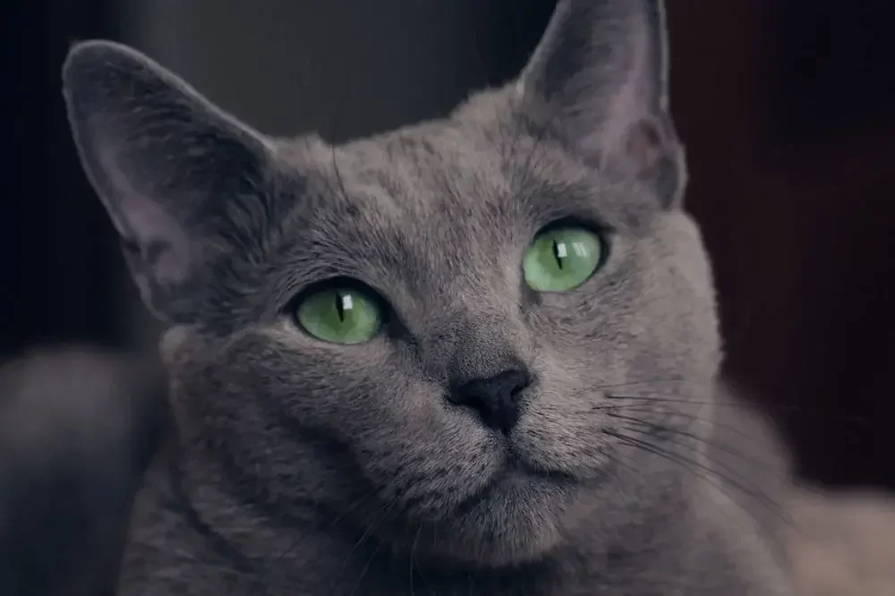 Ruská modrá kočka má typicky zelené oči