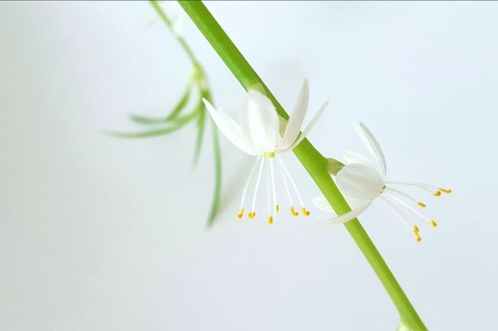 Šáchor střídavolistý se nepěstuje primárně pro květ, přesto jeho jemná krása okouzlí.