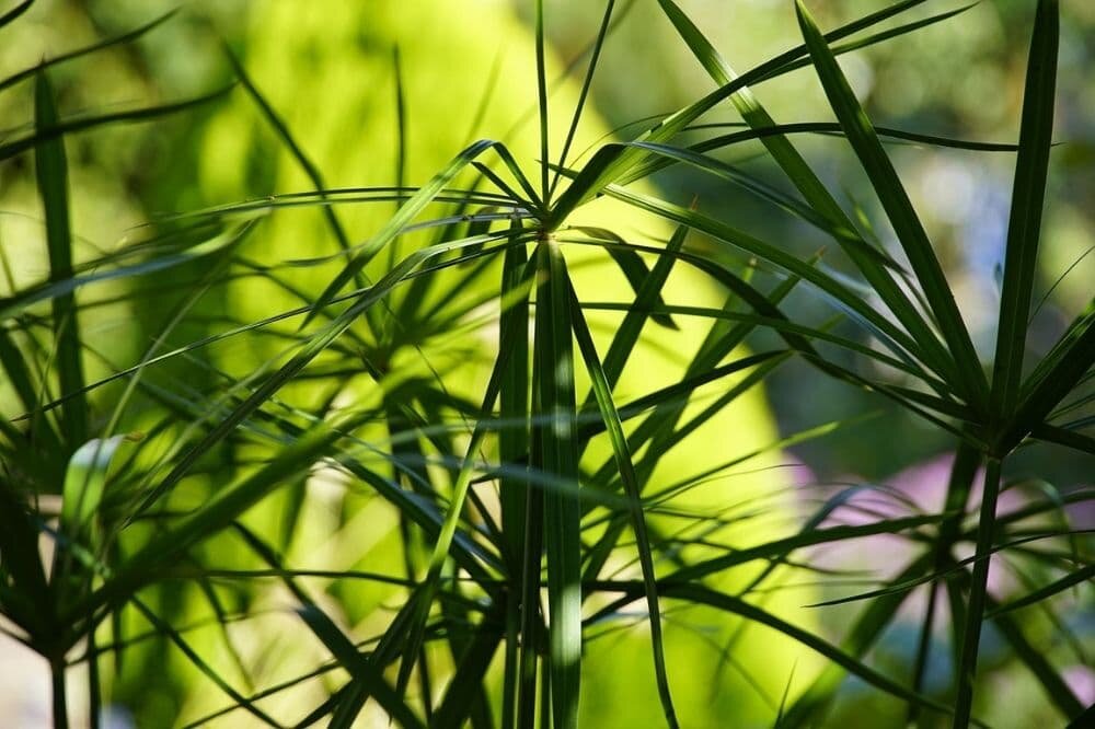 Protože pochází z teplých krajin, nesnese Cyperus zumula mrazivé teploty. Proto se pěstuje jako pokojovka.