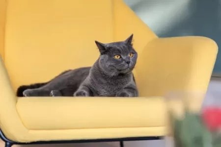 Britská kočka patří mezi nejoblíbenější kočičí plemena