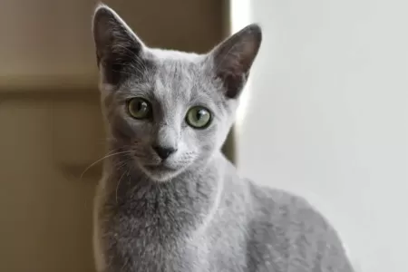 Ruská modrá kočka, štíhlá a noblesní kočičí carevna