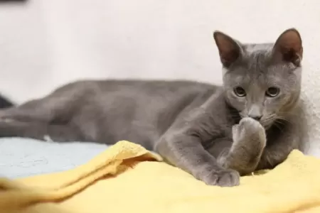 Ruská modrá kočka si ráda hraje
