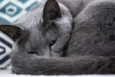 Ruská modrá kočka ráda spí