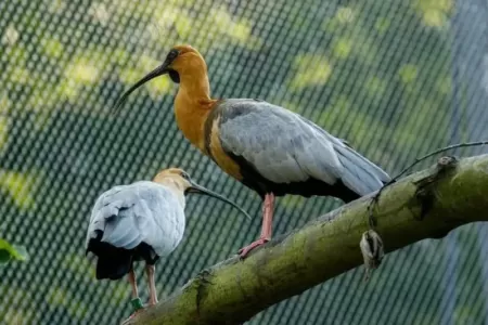 Ibisové šedokřídlí v Zoo Ostrava