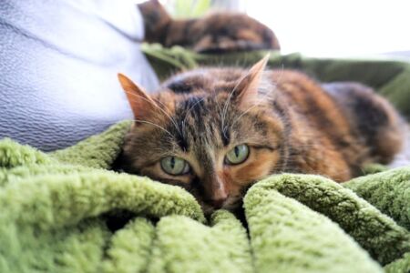 Kočka, zelené oči