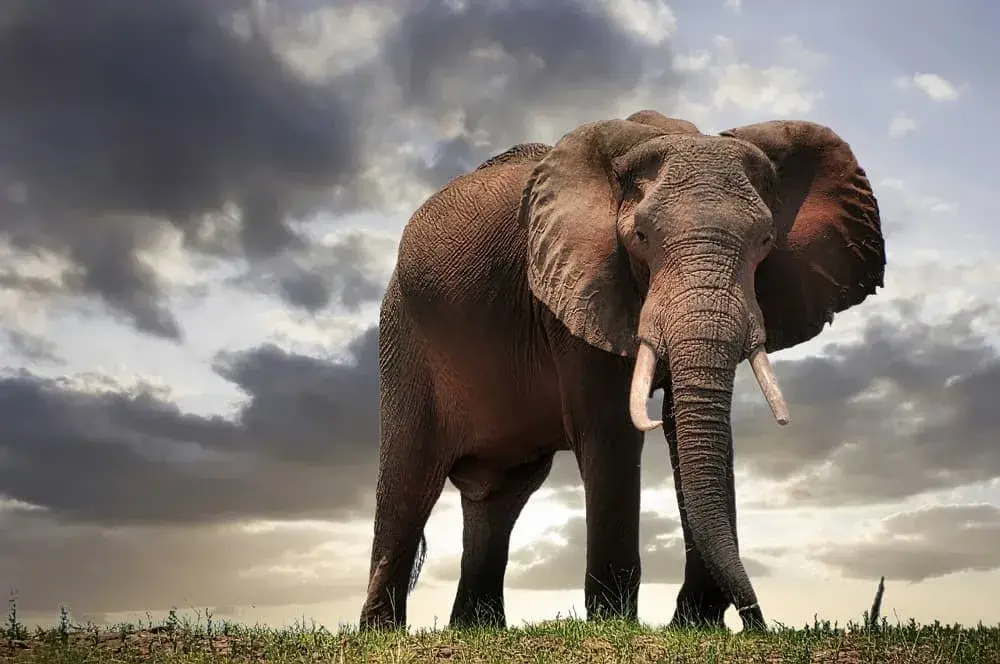 Nejlepší (a největší) matky ve zvířecí říši: Slonice ohromí