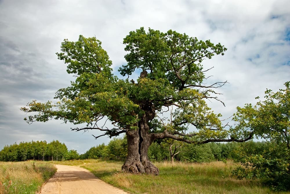 Anketu Evropský strom roku ovládly duby