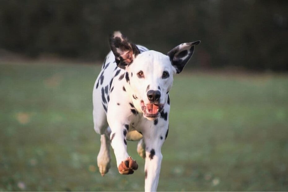 Dalmatin pes