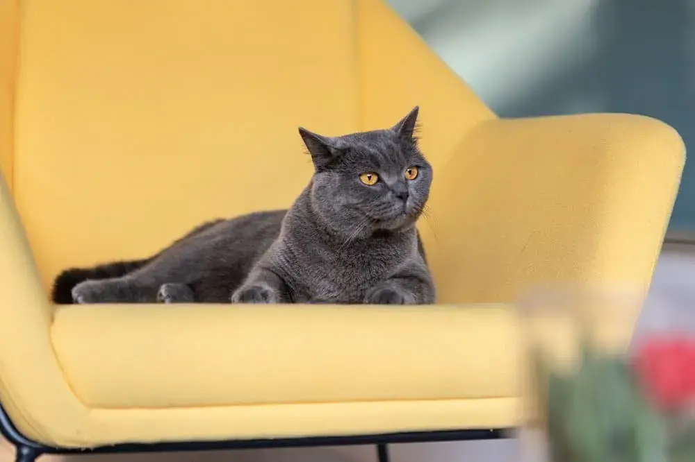 Britská kočka: Co o ní nejspíš (ne)víte?