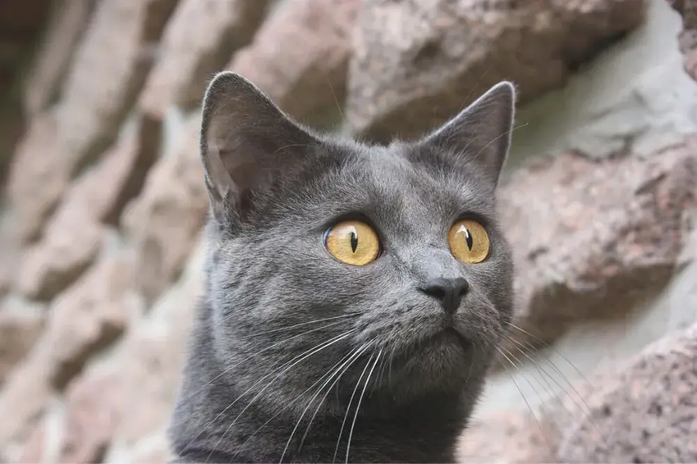 Chartreux, kartouzská kočka