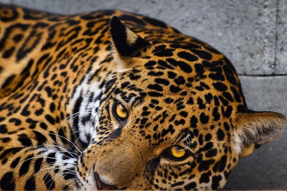 Jaguar Trek v Zoo Zlín: Největší expozice jaguárů v Evropě