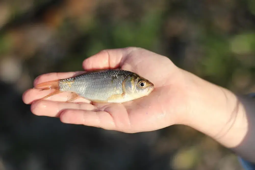 Zachraň karase! Tradiční česká ryba je v ohrožení, pomoct může každý