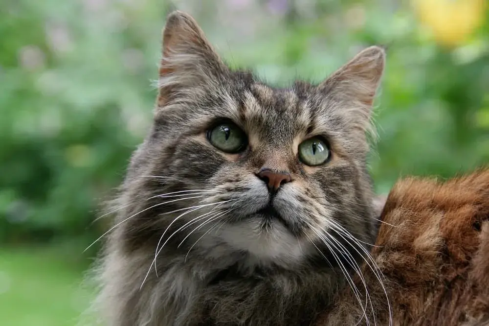 Mainská mývalí kočka: 10 faktů a zajímavostí