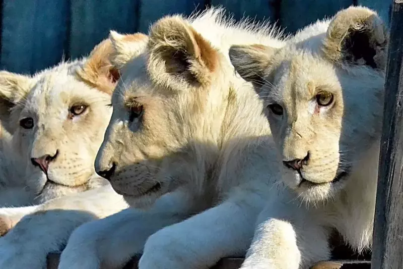 Bílá lvíčata Zoo Hodonín