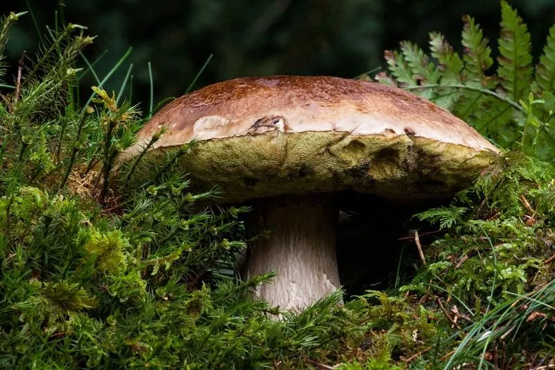 Hřib, houby v lese