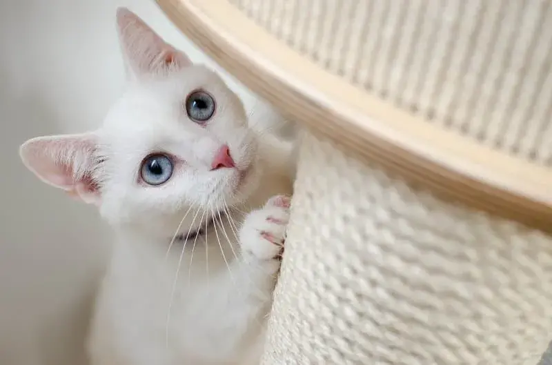 Bílá kočka modré oči