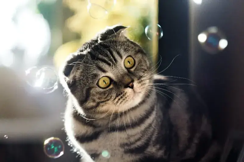Klapouchá kočka, zelené oči
