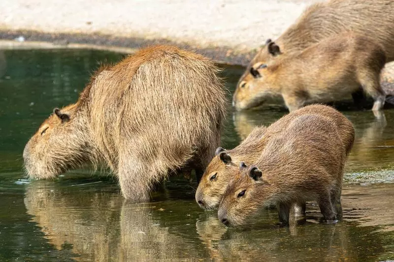 Kapybary, mláďata