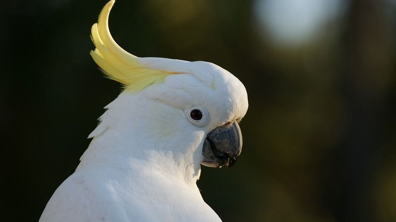 Papoušek kakadu znovu překvapuje svou chytrostí