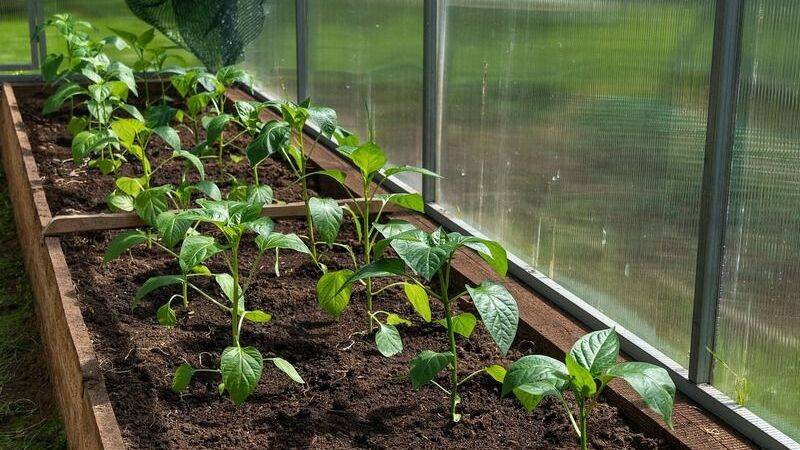 Pěstování zeleniny ve skleníku