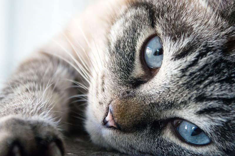 Klidná kočka modré oči