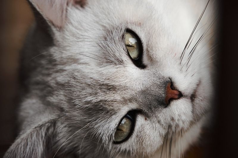 Bílá kočka oči