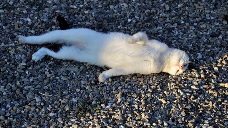 Bílá kočka spánek