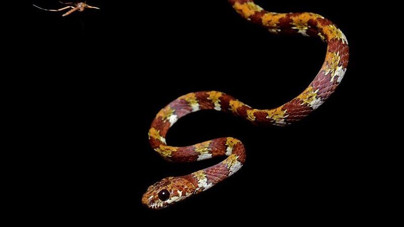 Hlemýžďový had