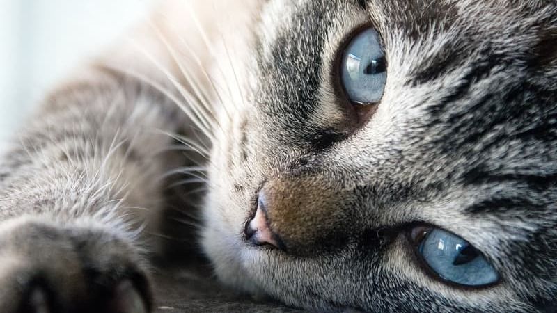 Kočka mourek modré oči