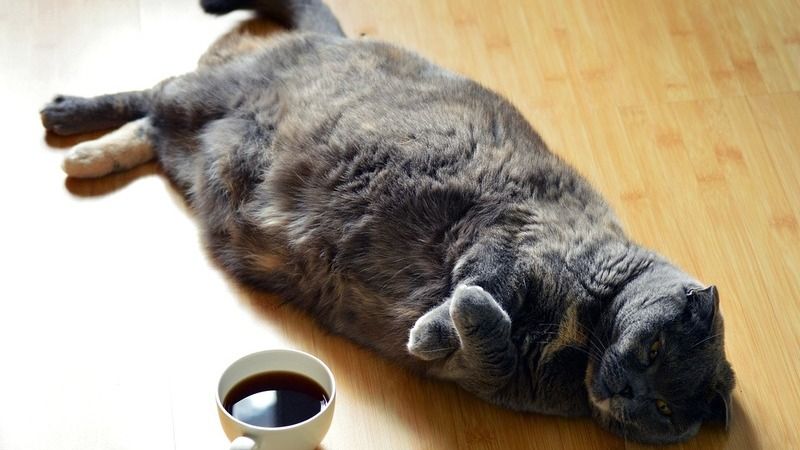 Tlustá kočka šedá
