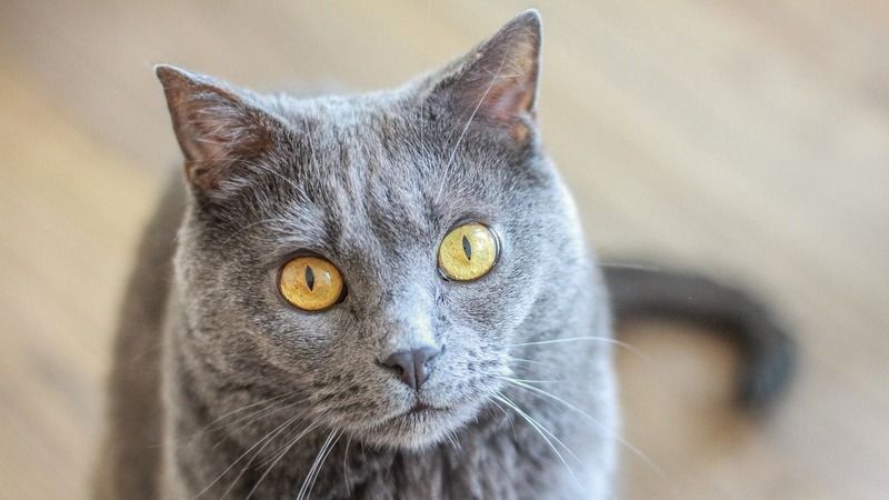 Kartouzská kočka chartreux