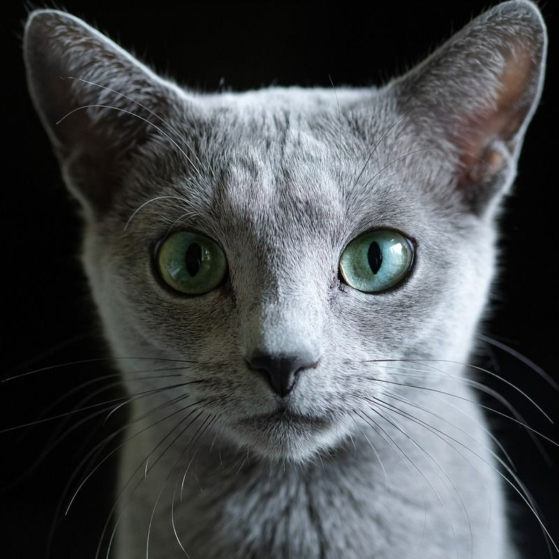 Ruská modrá kočka, kotě
