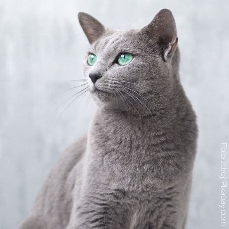 Ruská modrá kočka, zelené oči