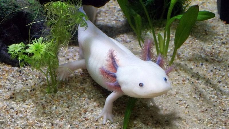 Axolotl mexický bílý