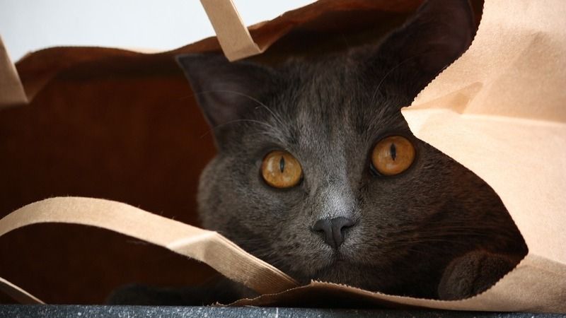 Kartouzská kočka, chartreux