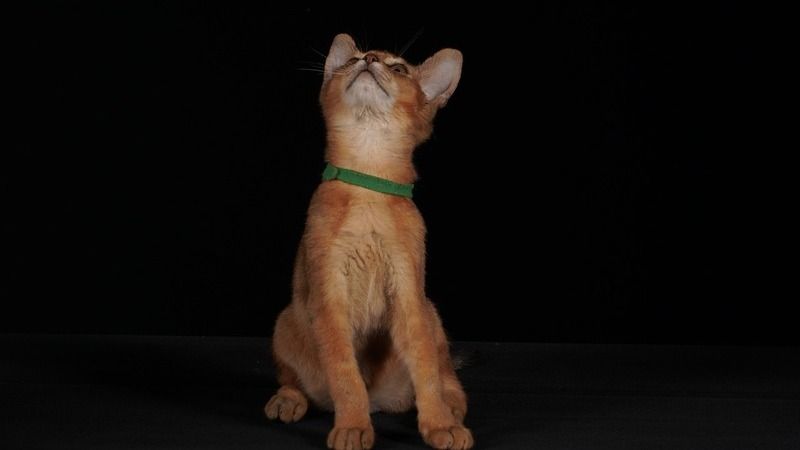 Habešská kočka, Abyssinian Cat