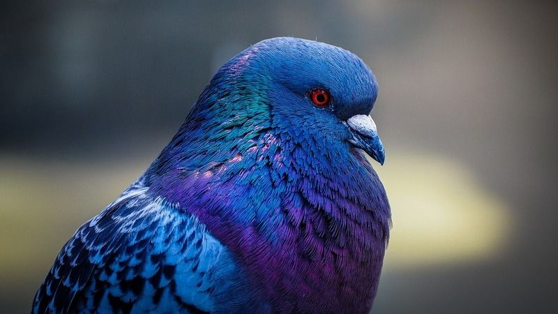 Modrý holub