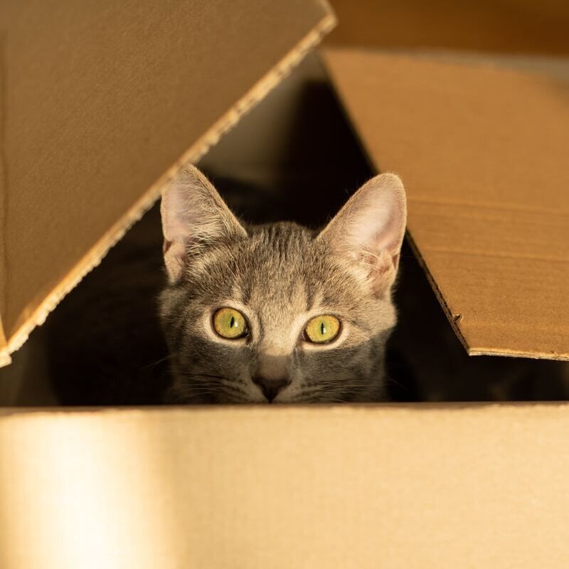 Hnědá kočka v krabici