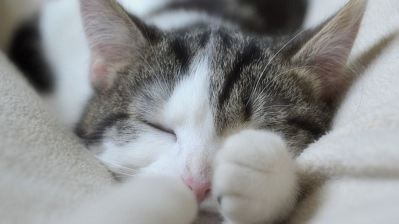Kočičí spánek