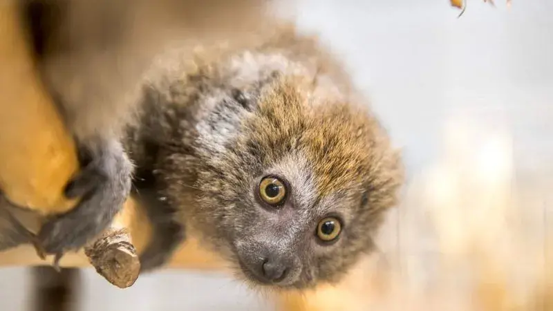 Lemur rákosový v zoo