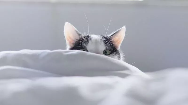 Černobílá kočka v posteli