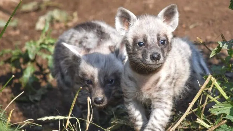 Mláďata hyeny