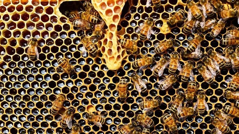 Včely a jejich med