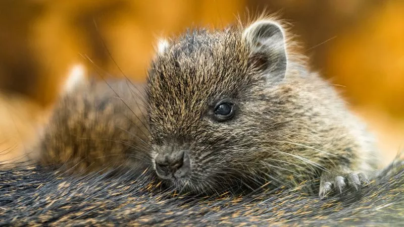 Hutie kubánská (Capromys pilorides), mláďata v Zoo Praha