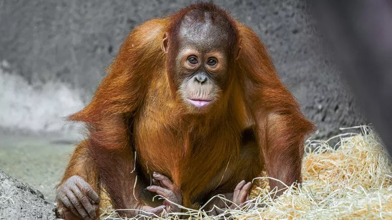 Orangutan Kawi, mládě